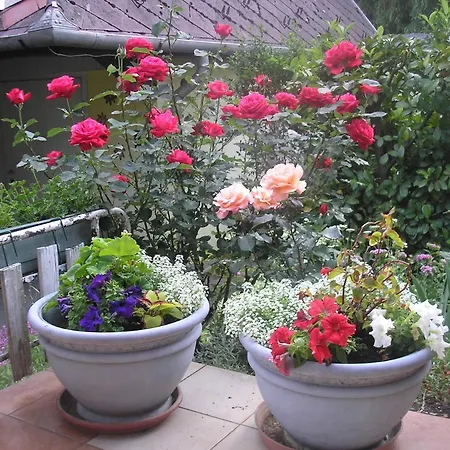 Irisz Vendeghaz Guest house