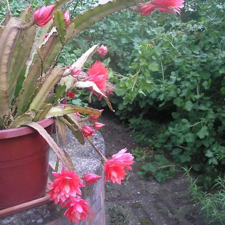 Irisz Vendeghaz Guest house *