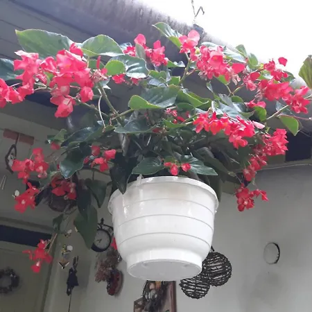 Irisz Vendeghaz Guest house Eger